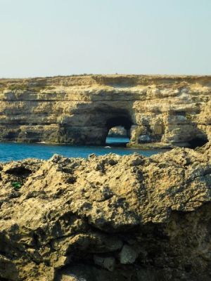 Сайгаки и куланы на Тарханкуте